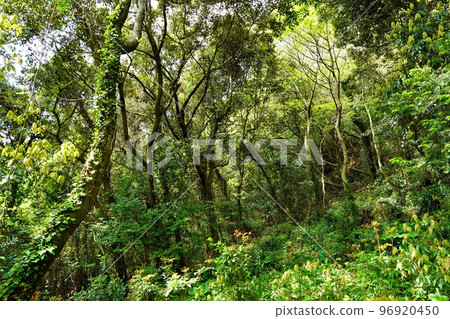 近江島高山步道上的叢林般的森林 96920450