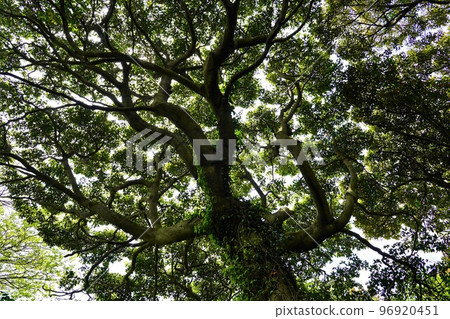 近江島高山步道上的叢林般的森林 近江島高山步道上的叢林般的森林 96920451