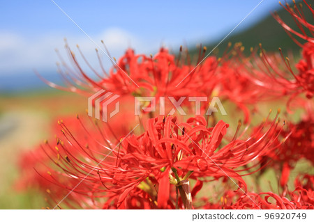Amaryllis on the riverbed of the Odagawa River, Uchiko Town, Ehime Prefecture Amaryllis on the riverbed of the Odagawa River, Uchiko Town, Ehime Prefecture 96920749