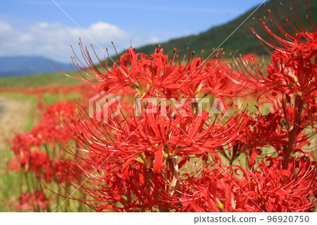 Amaryllis on the riverbed of the Odagawa River, Uchiko Town, Ehime Prefecture Amaryllis on the riverbed of the Odagawa River, Uchiko Town, Ehime Prefecture 96920750