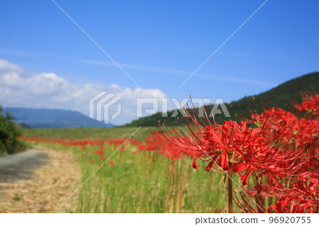 Amaryllis on the riverbed of the Odagawa River, Uchiko Town, Ehime Prefecture 96920755