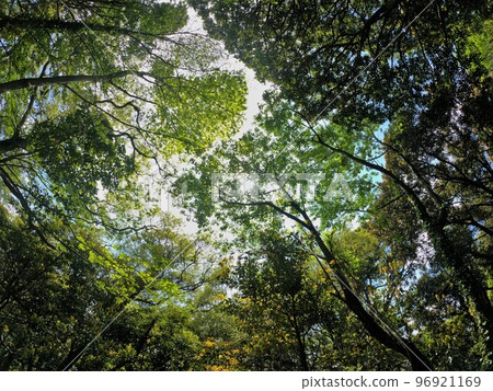 近江島高山步道上的叢林般的森林 96921169