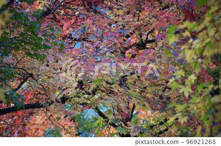 Autumn leaves 96921268