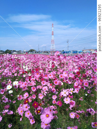 Cosmos field Cosmos field 96921295