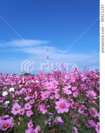  Cosmos field 96921297