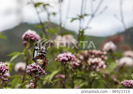 Traveling butterfly Chestnut tiger Traveling butterfly Chestnut tiger 96921319