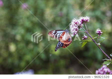 Traveling butterfly Chestnut tiger Traveling butterfly Chestnut tiger 96921320
