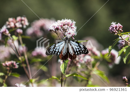 Traveling butterfly Chestnut tiger Traveling butterfly Chestnut tiger 96921361