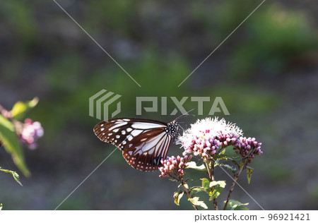 Traveling butterfly Chestnut tiger 96921421