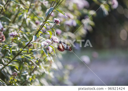 Traveling butterfly Chestnut tiger Traveling butterfly Chestnut tiger 96921424