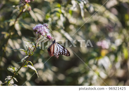 Traveling butterfly Chestnut tiger Traveling butterfly Chestnut tiger 96921425