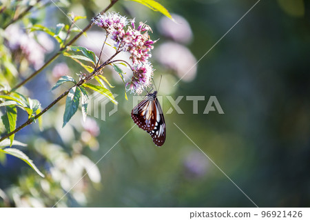 Traveling butterfly Chestnut tiger Traveling butterfly Chestnut tiger 96921426