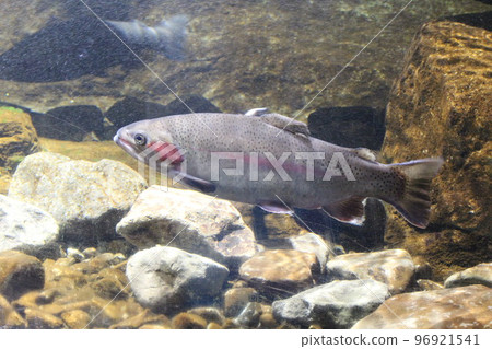 Rainbow trout Rainbow trout 96921541