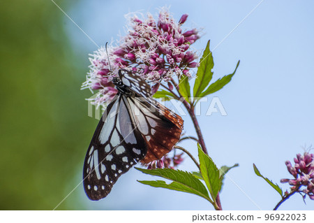 Traveling butterfly Chestnut tiger 96922023
