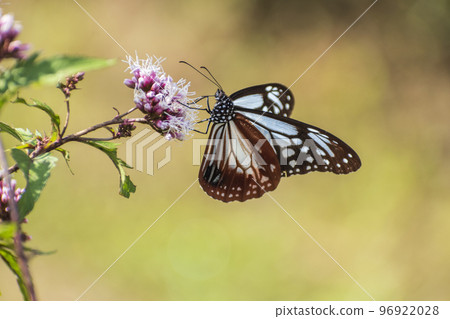 Traveling butterfly Chestnut tiger Traveling butterfly Chestnut tiger 96922028