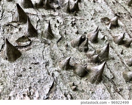 Tree trunk, Ceiba Speciosa, used in public parks and gardens 96922499