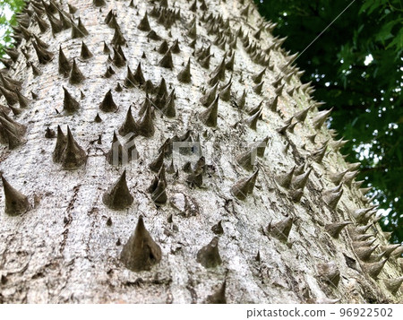 Tree trunk, Ceiba Speciosa, used in public parks and gardens 96922502