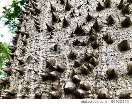 Tree trunk, Ceiba Speciosa, used in public parks and gardens 96922503