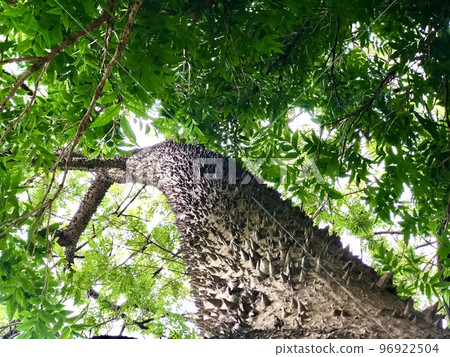 Tree trunk, Ceiba Speciosa, used in public parks and gardens 96922504