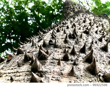 Tree trunk, Ceiba Speciosa, used in public parks and gardens Tree trunk, Ceiba Speciosa, used in public parks and gardens 96922506