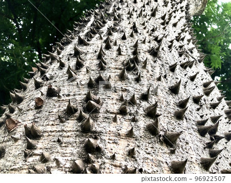 Tree trunk, Ceiba Speciosa, used in public parks and gardens 96922507