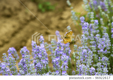 Beautiful colorful butterfly Beautiful colorful butterfly 96922617
