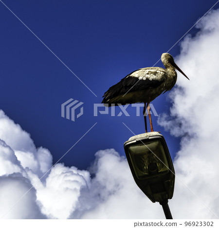 Adult white stork on the street lamp Adult white stork on the street lamp 96923302