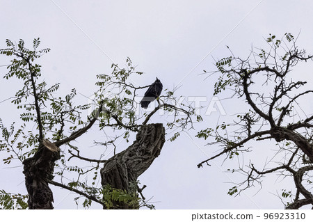 Common raven (Corvus corax), also known as northern raven in Ham, London, United Kingdom Common raven (Corvus corax), also known as northern raven in Ham, London, United Kingdom 96923310