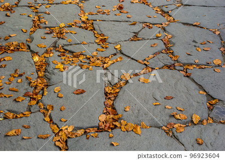 Close up of cracked sidewalk covered with plane tree leaves and rain in autumn Close up of cracked sidewalk covered with plane tree leaves and rain in autumn 96923604