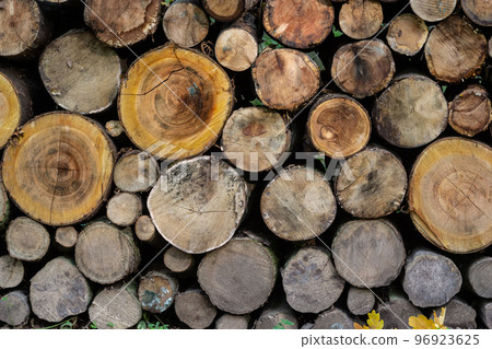 logs lie on the ground after logging. firewood is prepared for heating logs lie on the ground after logging. firewood is prepared for heating 96923625