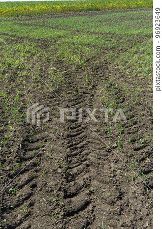 Deep tractor tire trail on a green grass in a field, Agriculture industry or work in a park concept 96923649