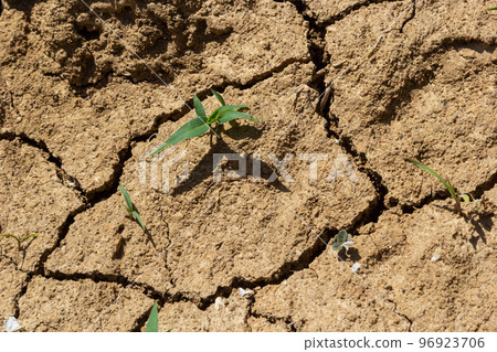 dry land in the dry season Drought, ground cracks, no hot water. Lack of humidity effect from global cracked soil in drought abstract nature background with cracked soil 96923706