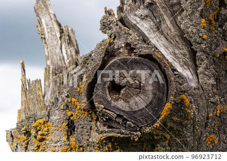 Close-up of a broken thick tree on the background of the sky with clouds. The tree had already rotted and was covered with lichen 96923712