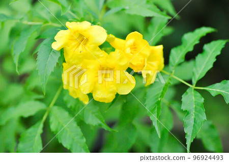 Trumpet vine, Yellow flowers or Yellow bell or Yellow elder or tecoma stans Trumpet vine, Yellow flowers or Yellow bell or Yellow elder or tecoma stans 96924493