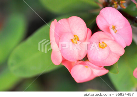 Christ Thorn, Euphorbia milii or Euphorbiaceae or pink flower Christ Thorn, Euphorbia milii or Euphorbiaceae or pink flower 96924497
