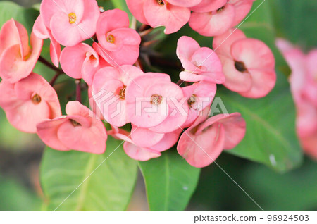 Christ Thorn, Euphorbia milii or Euphorbiaceae or pink flower 96924503