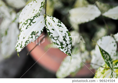 Dracaena surculosa Lindl, Gold dust dracaena or Spotted Dracaena 96924504