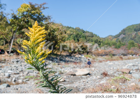 [汽車露營地沿途的道西河和秋葉] 96924878