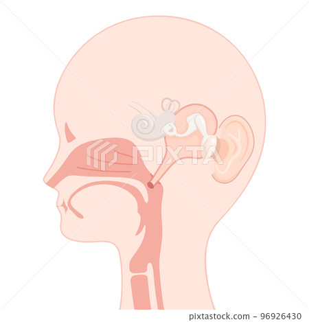 Illustration of adult ear canal _ sagittal section Illustration of adult ear canal _ sagittal section 96926430