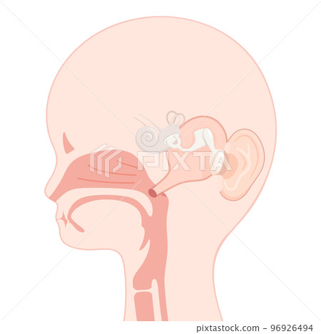 Illustration of a child's ear canal _ sagittal section 96926494