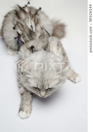 Veterinary clinic theme Veterinary clinic theme 96926544