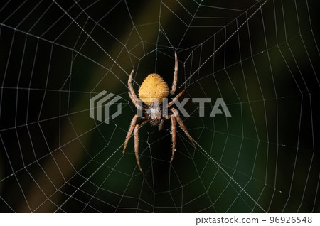 Yellow spider on web net 96926548