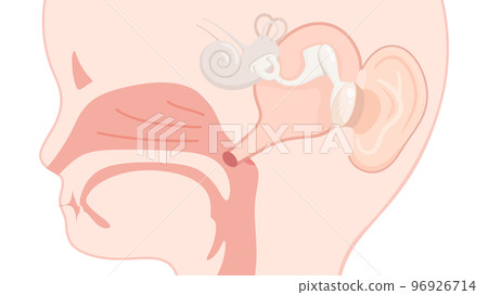 Illustration of a child's ear canal _ sagittal section _ up 96926714