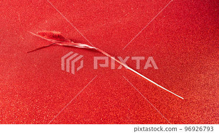 Trendy color viva magenta dry spikelet on glitter background. Trendy color viva magenta dry spikelet on glitter background. 96926793