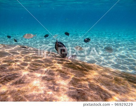 Surgeon fish or sohal tang fish (Acanthurus sohal) at the Red Sea coral reef.. 96929229