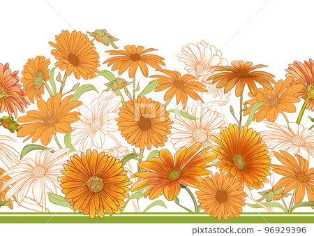 Calendula medicinal herbs and flowers. 96929396