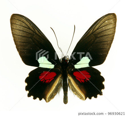 Colorful butterfly isolated on white. Parides bolivar macro close up, papilionidae, papilio, collection butterflies, design element 96930621