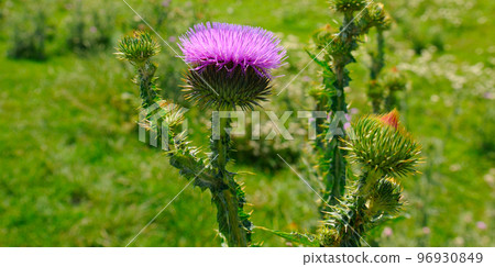 milk thistle flower in bloom in summer morning. 96930849
