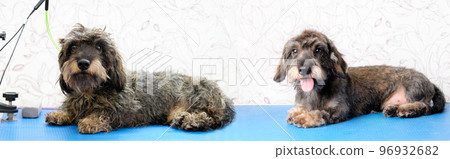 A wire-haired dachshund before and after the trimming procedure. A wire-haired dachshund before and after the trimming procedure. 96932682