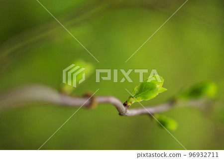 Early spring forest scenery Young leaves beginning to open Early spring forest scenery Young leaves beginning to open 96932711